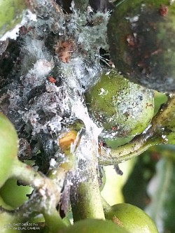 Coffee berries infected with mealybugs